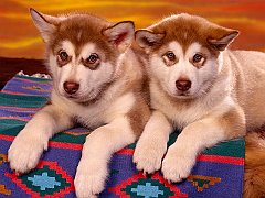 Alaska Malamutes